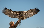 Roofvogeldemostratie en Waterloopbos